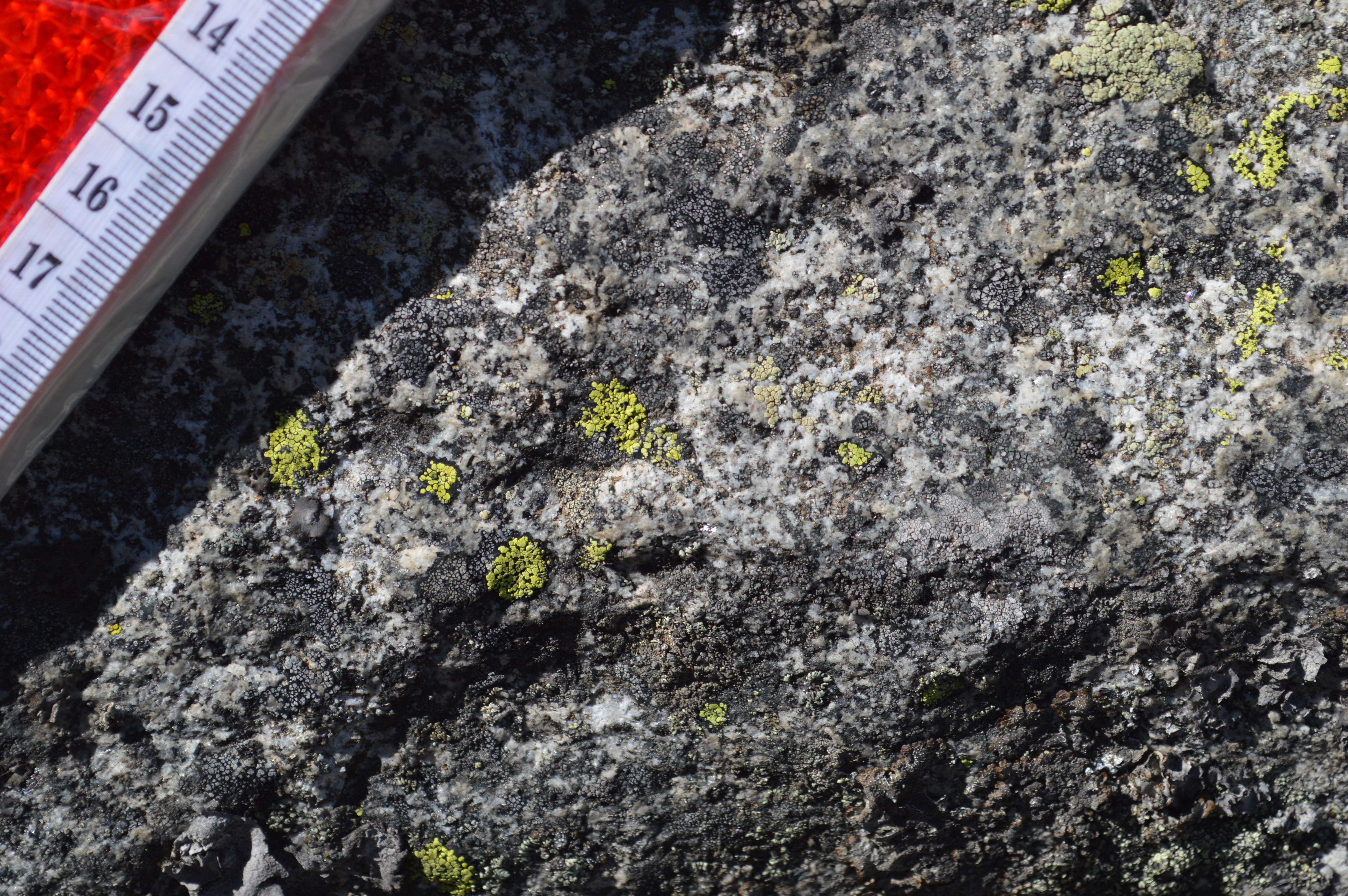 1b Recogida de muestras líquenes