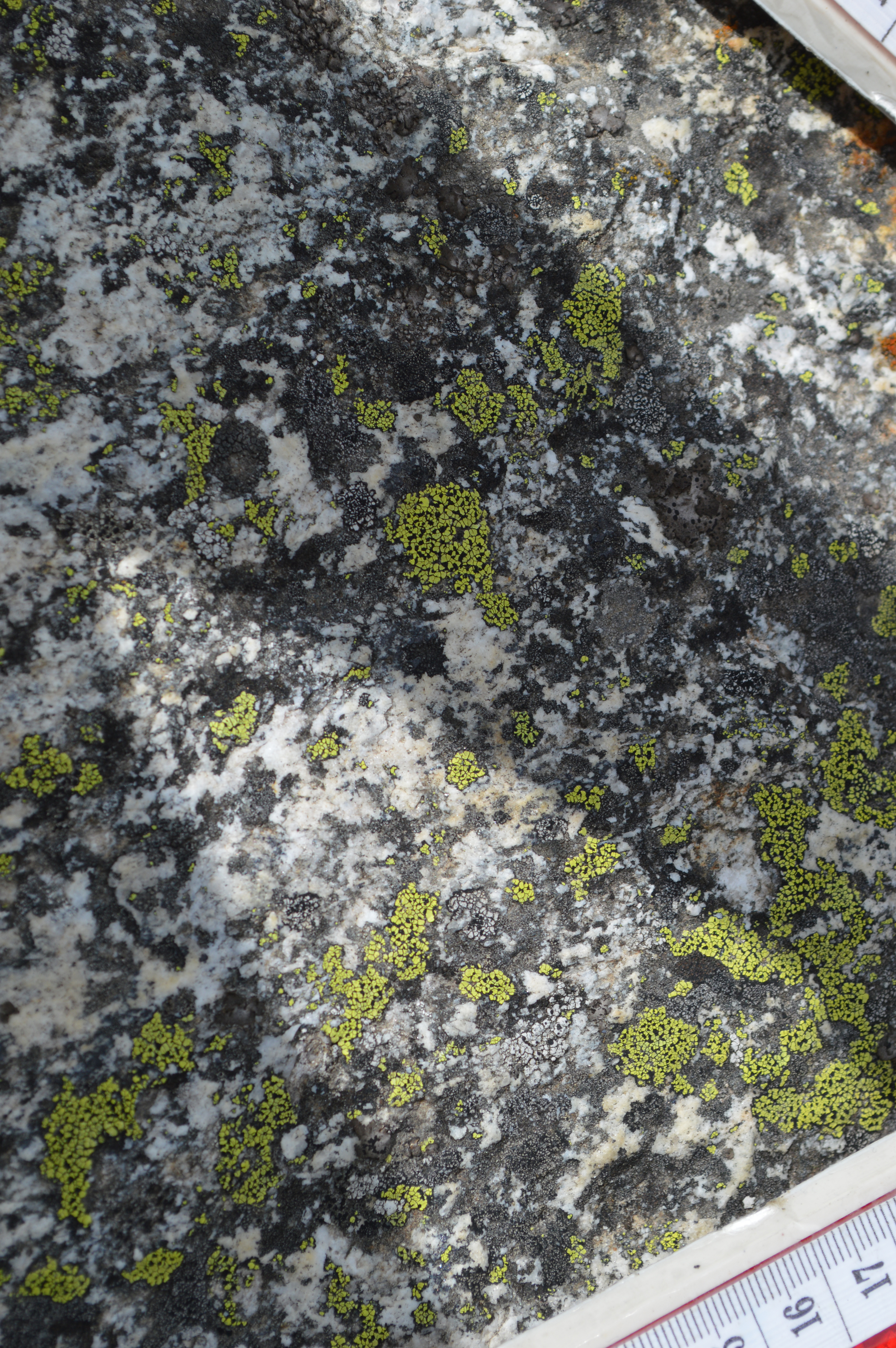 muestreo-de-liquenes